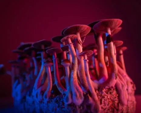 Regarding Substances by the Philosopher: A Philosophical Exploration into Psychedelics
